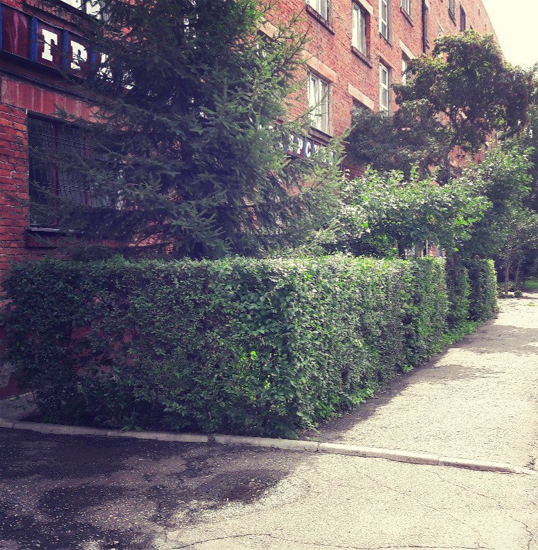 28 июля 2017 год. У нас всё четко! Даже кусты!