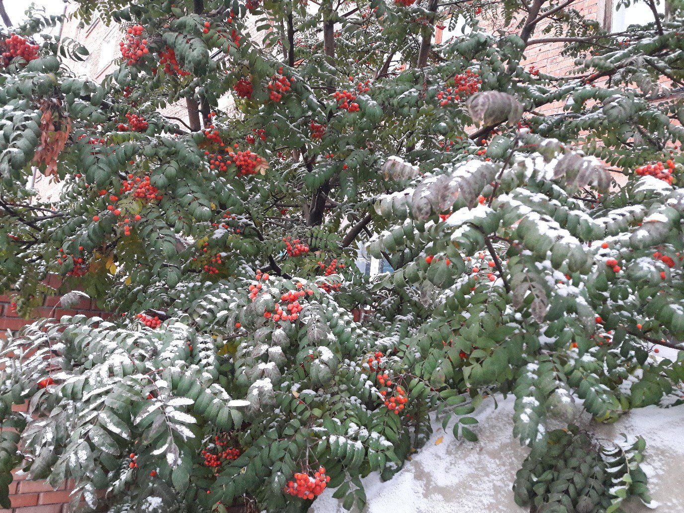 04 октября 2017 год. Первый снег...