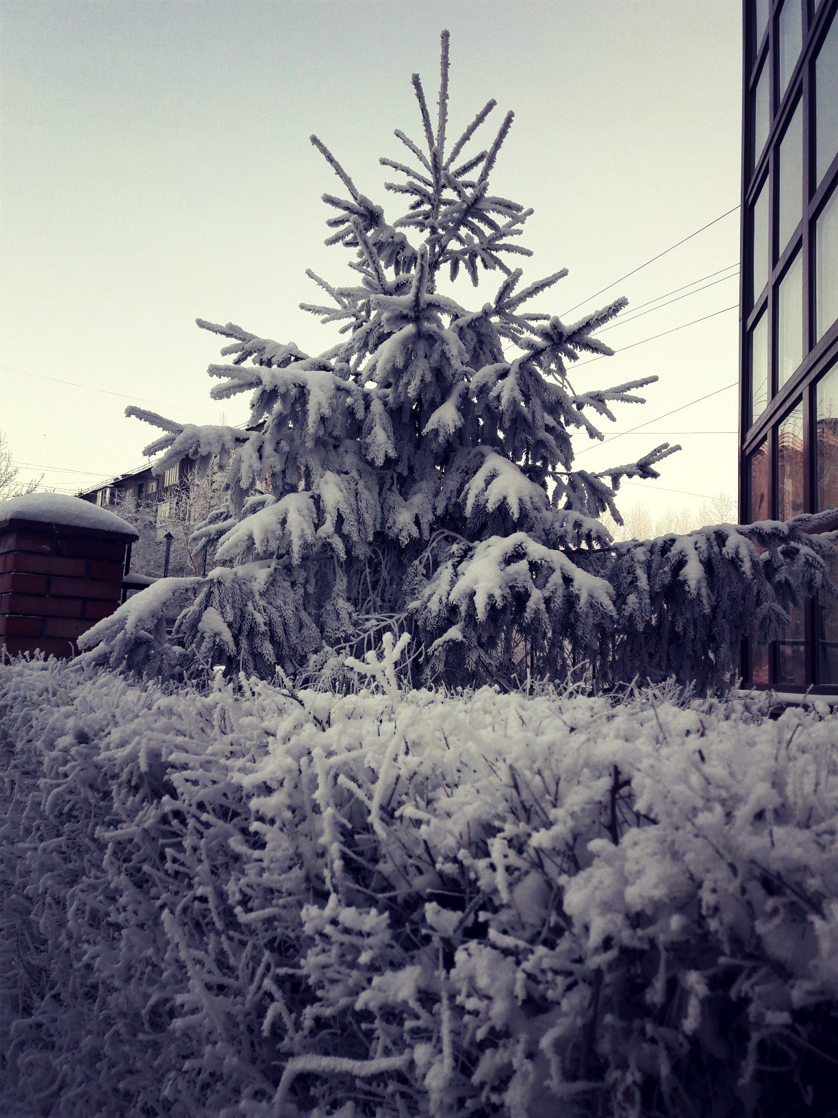 Белоснежной пеленой укутаны деревья....