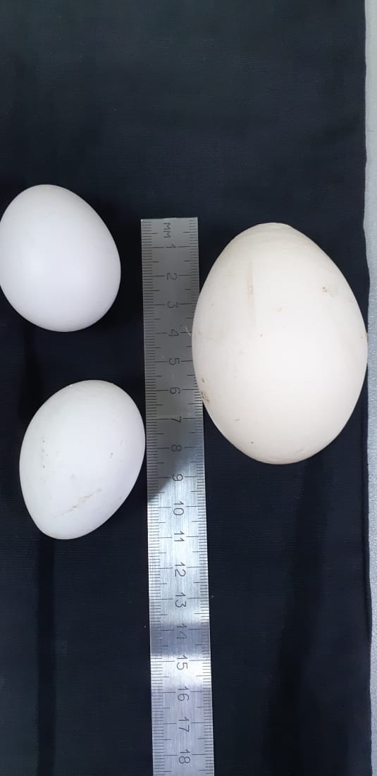 Сувениры и кубки