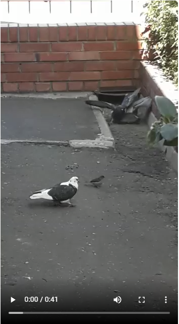 Окно в природу.